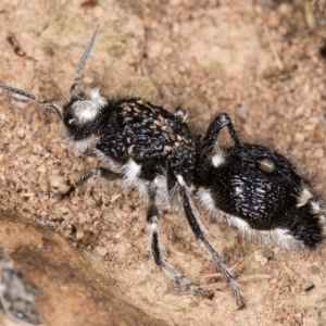 Bothriomutilla rugicollis at Goorooyarroo NR (ACT) - 20 Mar 2017 10:12 AM