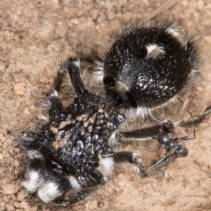 Bothriomutilla rugicollis at Goorooyarroo NR (ACT) - 20 Mar 2017