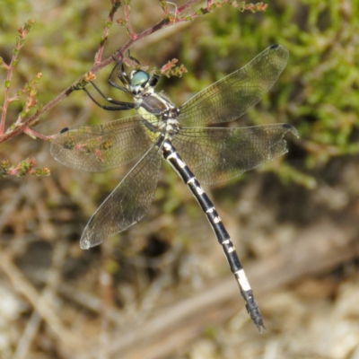 Parasynthemis regina (Royal Tigertail) at Goorooyarroo NR (ACT) - 20 Mar 2017 by CedricBear
