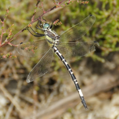 Parasynthemis regina (Royal Tigertail) at Goorooyarroo NR (ACT) - 19 Mar 2017 by CedricBear