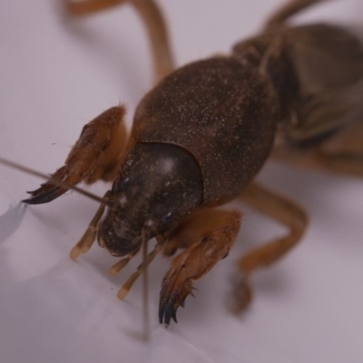 Gryllotalpa sp. (genus) (Mole Cricket) at Murrumbateman, NSW - 20 Mar 2017 by SallyandPeter