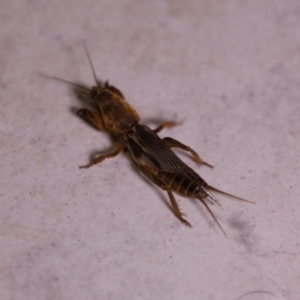 Gryllotalpa sp. (genus) at Murrumbateman, NSW - 20 Mar 2017