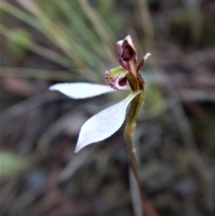 Eriochilus cucullatus at Aranda, ACT - 20 Mar 2017