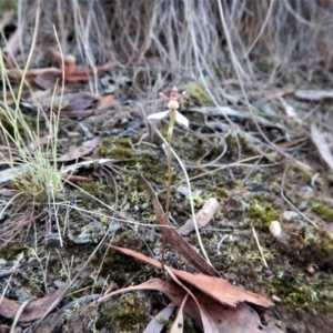 Eriochilus cucullatus at Aranda, ACT - 20 Mar 2017