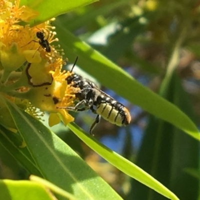 Megachile sp. (several subgenera) (Resin Bees) at Yarralumla, ACT - 22 Jan 2017 by PeterA