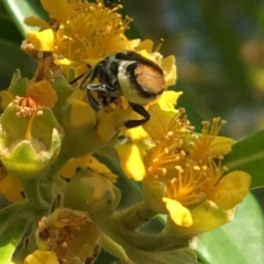 Megachile sp. (several subgenera) at Yarralumla, ACT - 23 Jan 2017 10:25 AM