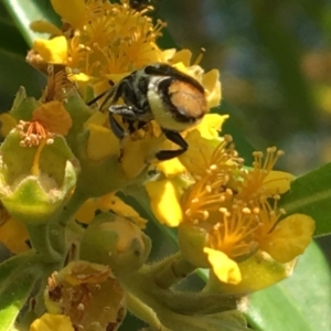 Megachile sp. (several subgenera) at Yarralumla, ACT - 23 Jan 2017 10:25 AM