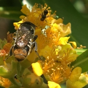 Megachile sp. (several subgenera) at Yarralumla, ACT - 23 Jan 2017 10:25 AM