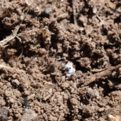Celaenia excavata (Bird-dropping spider) at Narrabundah, ACT - 15 Mar 2017 by Cowgirlgem