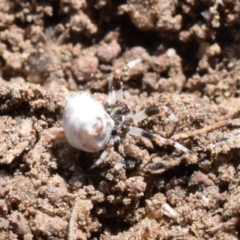 Celaenia excavata at Narrabundah, ACT - 16 Mar 2017 12:30 AM