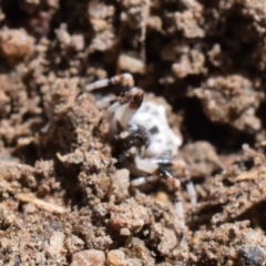 Celaenia excavata at Narrabundah, ACT - 16 Mar 2017