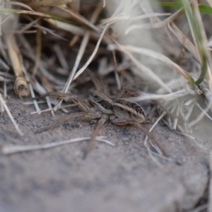 Tasmanicosa sp. (genus) at Narrabundah, ACT - 9 Mar 2017 07:07 PM