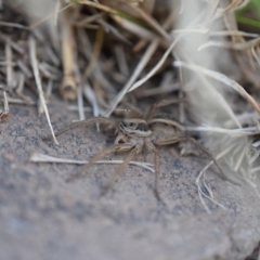 Tasmanicosa sp. (genus) at Narrabundah, ACT - 9 Mar 2017 07:07 PM