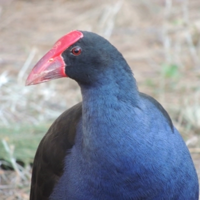 Porphyrio melanotus (Australasian Swamphen) at Paddys River, ACT - 10 Mar 2017 by michaelb