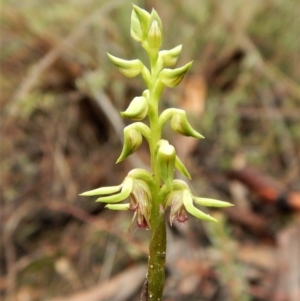 Corunastylis cornuta at Aranda, ACT - 21 Mar 2017