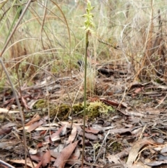 Corunastylis cornuta at Aranda, ACT - 21 Mar 2017