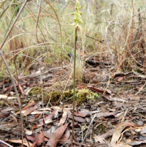 Corunastylis cornuta at Aranda, ACT - suppressed