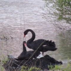 Cygnus atratus (Black Swan) at Jerrabomberra Wetlands - 27 Sep 2014 by MichaelBedingfield