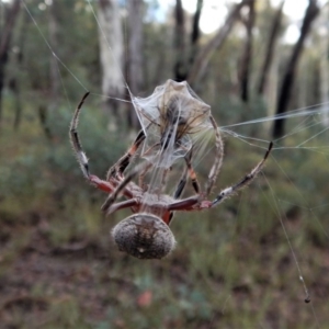 Hortophora sp. (genus) at Belconnen, ACT - 21 Mar 2017 05:48 PM