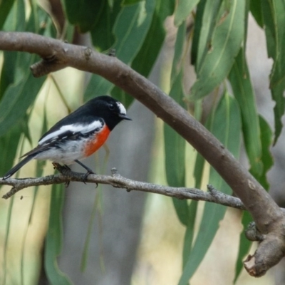 Petroica boodang (Scarlet Robin) at Forde, ACT - 22 Mar 2017 by CedricBear