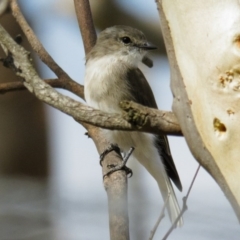 Microeca fascinans (Jacky Winter) at Goorooyarroo NR (ACT) - 22 Mar 2017 by CedricBear