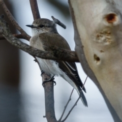 Microeca fascinans at Goorooyarroo NR (ACT) - 22 Mar 2017