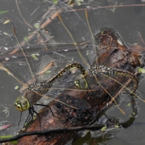 Anax papuensis at Paddys River, ACT - 22 Mar 2017