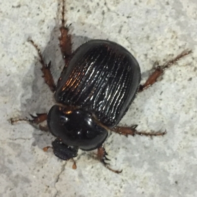 Anomalomorpha anthracina (Yellow-legged pasture scarab) at City Renewal Authority Area - 21 Mar 2017 by JanetRussell