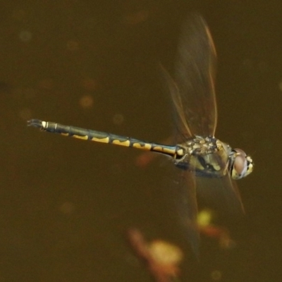 Hemicordulia tau (Tau Emerald) at Paddys River, ACT - 22 Mar 2017 by JohnBundock