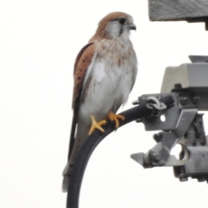 Falco cenchroides at Paddys River, ACT - 22 Mar 2017 01:32 PM