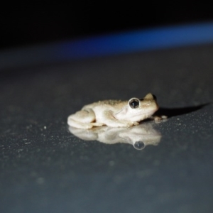 Litoria peronii at Cook, ACT - 19 Mar 2017 09:49 PM