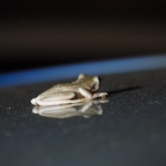 Litoria peronii at Cook, ACT - 19 Mar 2017 09:49 PM