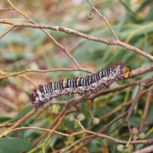 Chelepteryx collesi at Cook, ACT - 13 Jan 2017