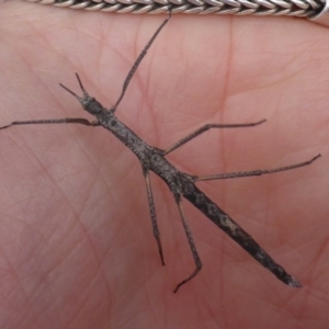 Pachymorpha squalida at Bungendore, NSW - 18 Mar 2017