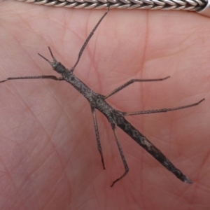 Pachymorpha squalida at Bungendore, NSW - 18 Mar 2017 12:13 PM