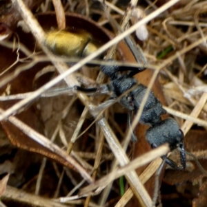 Myrmecia piliventris at Bungendore, NSW - 18 Mar 2017