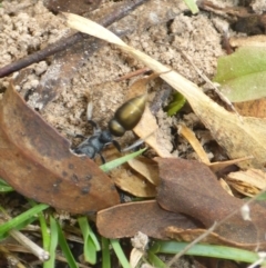 Myrmecia piliventris at Bungendore, NSW - 18 Mar 2017