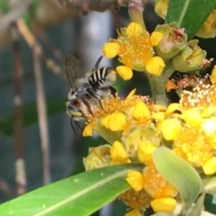 Megachile (Eutricharaea) maculariformis (Gold-tipped leafcutter bee) at Yarralumla, ACT - 22 Jan 2017 by PeterA