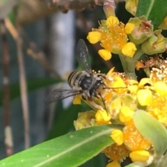 Megachile (Eutricharaea) maculariformis at Yarralumla, ACT - 23 Jan 2017