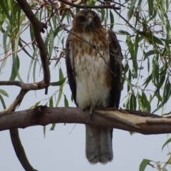 Hieraaetus morphnoides (Little Eagle) by roymcd