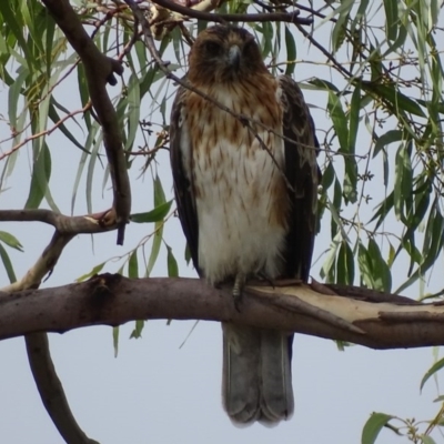 Hieraaetus morphnoides (Little Eagle) by roymcd