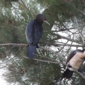 Phalacrocorax sulcirostris at Gordon, ACT - 18 Mar 2017