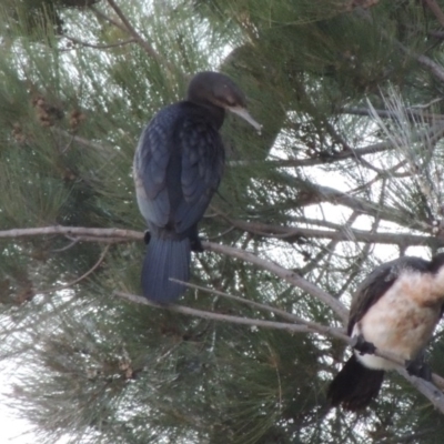 Phalacrocorax sulcirostris (Little Black Cormorant) at Gordon, ACT - 18 Mar 2017 by michaelb