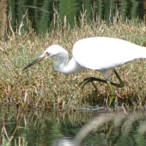 Egretta garzetta at Fyshwick, ACT - 16 Mar 2017