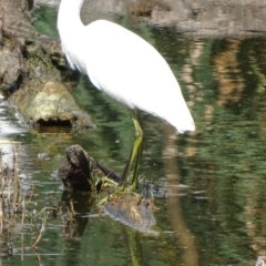 Egretta garzetta at Fyshwick, ACT - 16 Mar 2017