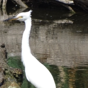 Egretta garzetta at Fyshwick, ACT - 16 Mar 2017