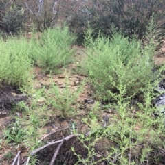 Dittrichia graveolens at Wamboin, NSW - 21 Mar 2017 12:00 AM