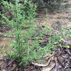 Dittrichia graveolens at Wamboin, NSW - 21 Mar 2017 12:00 AM