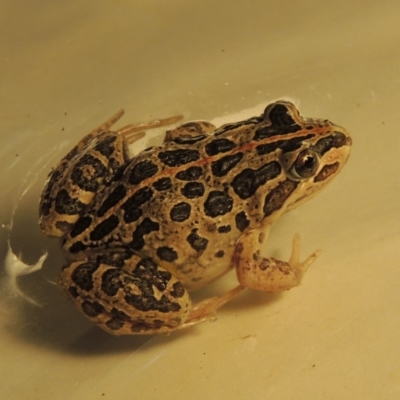 Limnodynastes tasmaniensis (Spotted Grass Frog) at Point Hut to Tharwa - 16 Mar 2017 by MichaelBedingfield