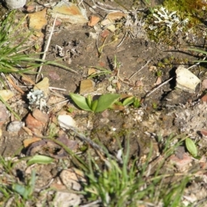 Ophioglossum lusitanicum at Yass River, NSW - 6 Sep 2005 11:18 AM